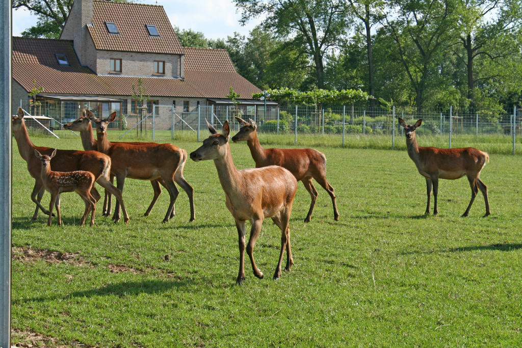 Villa 'T Leeg Huys Lo-Reninge Zimmer foto